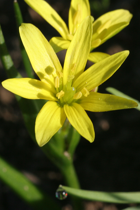 Gagea fragifera / Gagea fistolosa